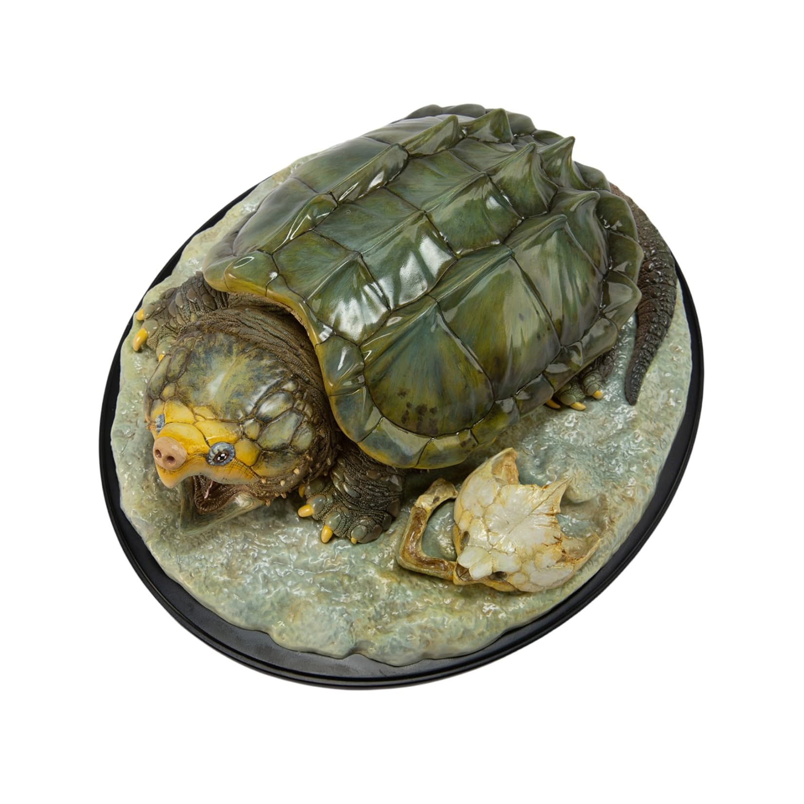 Amazon.co.jp: 動物惑星 ワニガメ plus 29CM級 爬虫綱 カメ目